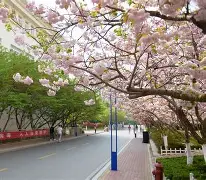 青岛黄海俱乐部最新引援消息 青岛黄海俱乐部最新引援消息